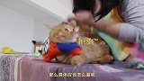 粗心主人量错三围买小衣服，猫咪惨被勒成独眼龙，颜值瞬间暴跌！