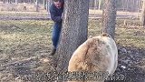 男子躺在棕熊怀里休息，棕熊突然朝他的脖子咬去，镜头记录全过程