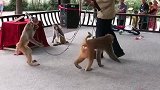 猴子会倒立。