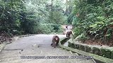 峨眉山猴子最怕的东西，我们生活中经常见到，猴子看到会自动远离