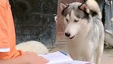 二哈教哥哥读书呢，还有模有样，笑死人了