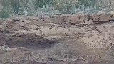 吴忠黄河国家湿地公园，数百只崖沙燕筑巢安家。