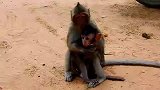 小猴子杰西抱着小奶猴找妈妈，真懂事