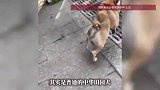 狗狗“土豆”因身型独特走红，主人回应：患有先天性的短脊柱综合征，天生的短一截