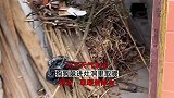 北方天气太冷，狗狗躲进灶洞里取暖，取暖兼除虫