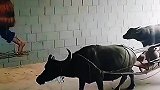 老牛没想到原来自己才是小丑啊