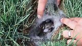 草地长出“一撮白毛”，翻开一看，顿时又惊又喜
