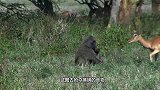 豹子敢在狒狒的地盘捕猎，有问过山大王吗？今天给你点颜色看看