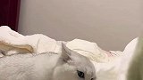 猫咪想咬女生的脚但又下不去嘴，这酸爽辣眼睛啊