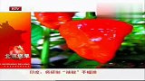 印度将研制“辣椒”手榴弹 刺激气味令人窒息