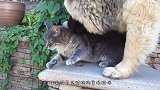 狸花猫：路见不平，该出手时就出手！中华田园犬：比我们还凶！