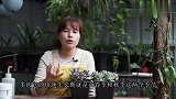 多肉迟迟不发新根，应该如何处理？看完又学会一招