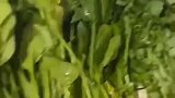 蔬菜这个东西，新鲜的就是好吃
