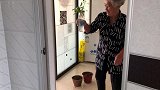 农民王小：东北花卷配葡萄酒秋收接近尾声，4口人讨论葡萄酒