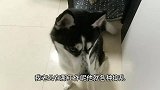 二哈无聊挑衅主人，当把它关禁闭时立马认怂求饶，蠢萌蠢萌好可爱