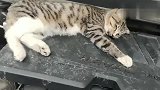 一只流浪猫死在了我的车里，它怎么进来的