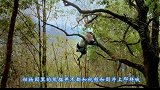 就算黑得像个碳头，也绝不洗澡熊猫：你放开我，我可是国宝