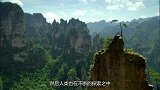 我国云南，三千年菩提树长出“佛手” 当地人视为吉祥的象征