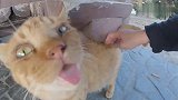 我好像无意间打开了这只流浪胖橘猫身上奇怪的开关？