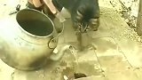 猫磨蹭个老半天，走开，让我来，一秒搞定