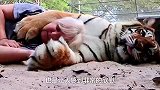 饲养员给老虎喂食，不料老虎突然发难，意外发生了！