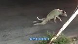 没有头也能活动物园有一只无头骆驼瞎溜达，镜头记录下全过程