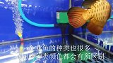 实拍金龙鱼吞掉了带毒蜈蚣，我的手心出汗了