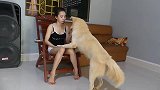 主人在家和狗狗玩耍，很和谐的一幕，真的太有爱了