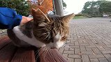 野外遇见一只流浪猫，细看有点不对劲，走近一看高兴坏了