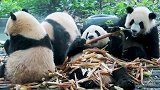 一天之内去成都看完大熊猫再去贵阳吃酸汤鱼，还不赶紧去体验一下