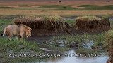 落单雄狮遭到鬣狗群围攻，走投无路之时，雄狮同伴赶来救援！