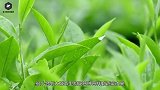 男子野外发现山乌龟，体型庞大，专家直呼：堪比太岁