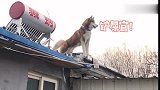 哈士奇，你爬房顶上到底想干啥傻狗：谁在喊我