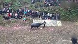 乡村斗牛牛太强硬了，只好撤退