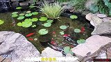 鱼池虽小，“五脏俱全”！