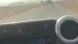 骆驼占道路不肯走怎么办