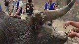 斗牛角竟是钢筋混凝土，这不是耍赖吗