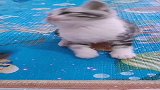 窝在家里无聊，逗逗猫玩吧