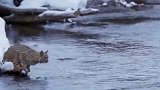 野猫准备去抓水獭，怎料水獭藏了一招