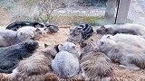 原来猫薄荷可以让猫瞬间变成猫王，小伙伴全围过来了！