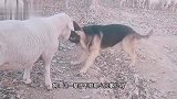 狗：这羊头，这烤羊排，这烤羊腿，看着就香啊