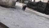 这狗怎么长得鬼里鬼气的