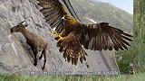 金雕死死抓住岩羊后背，但却被它吓到魂飞魄散，镜头拍下惊险一幕