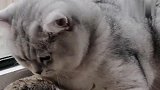 大猫让小猫保护好小老鼠，小猫咪们害怕大猫只好照做，真有意思！