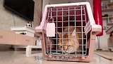 小公猫绝育后，一分钟秒醒，摇头晃脑想要坐起来，可怜极了