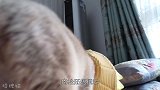 绝育手术后四个小时，小公猫异常兴奋，还摔了一个屁股墩儿