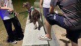 缉毒犬史宾格Springer Spaniel走进寻常百姓家