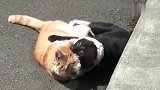 橘猫打不过狸花猫还硬逞强，真是条好汉