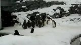 宠物乐园-20110811-估计这小企鹅是头一回看到下雪，好可爱哟
