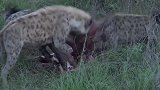 动物世界：非洲花豹又被非洲二哥欺负了